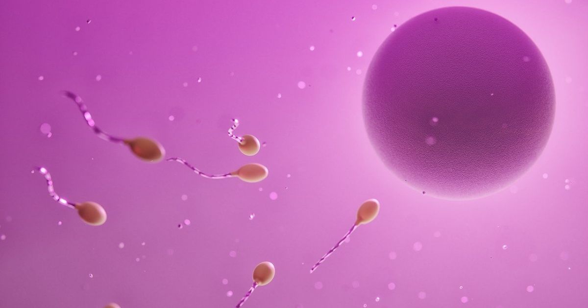 1200x630 spermie oplodňujúce vajíčko